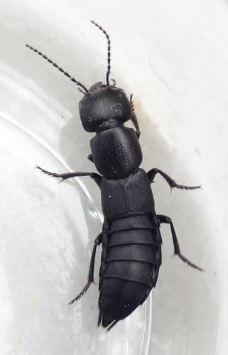 Ocypus sp.